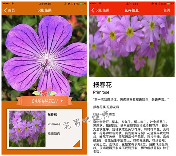 泡妞神器 微软识花 app 