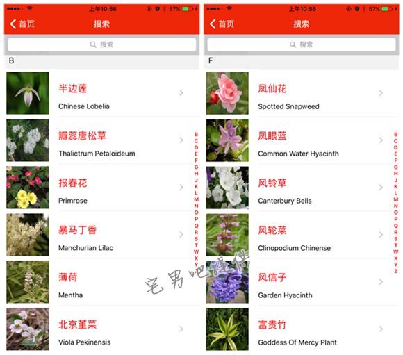 泡妞神器 微软识花 app 